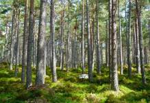 Komisja za odrzuceniem projektu PO dot. gruntów Lasów Państwowych pod inwestycje publiczne